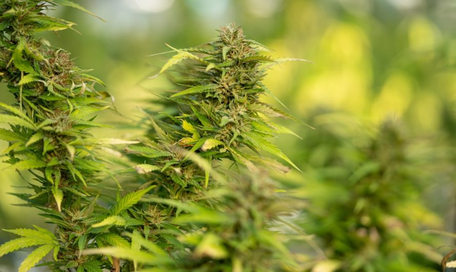 Welcome to the premier weed shop Plovdiv