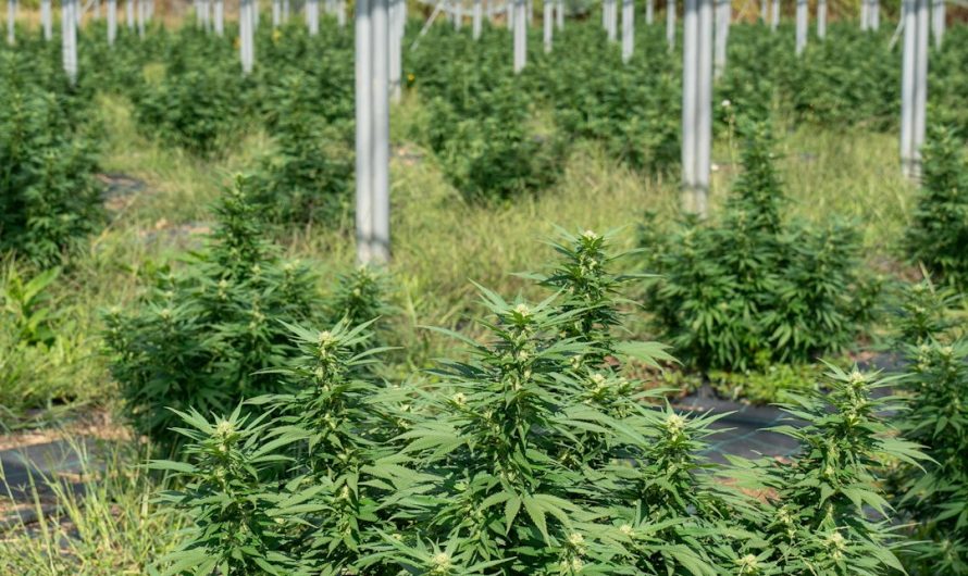 Looking for a reliable source of high‑quality THC marijuana in Gdansk? Our Gdansk cannabis shop offers a curated selection of premium strains, edibles, concentrates, and accessories—all sourced from trusted growers and certified labs.