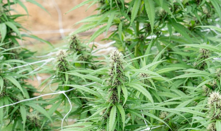 Lisbon Cannabis Shop
