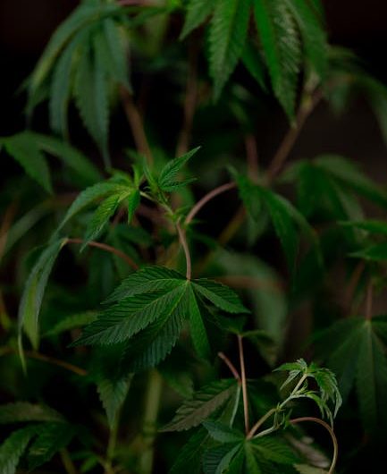 Madeira cannabis shop