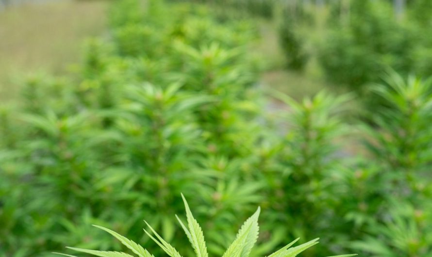 Hashish in Madeira: Buy Premium Products Online