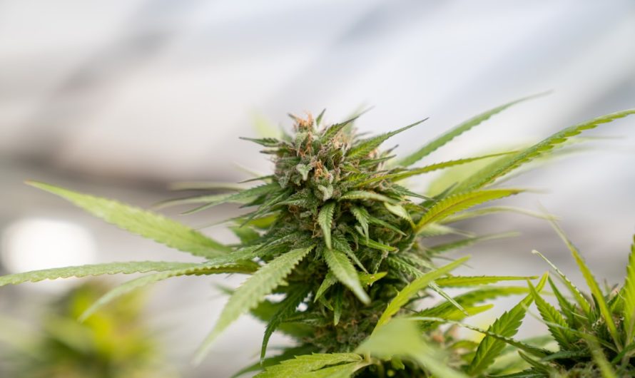 Cannabis in Rome Legal Landscape Shops and Buying Guide