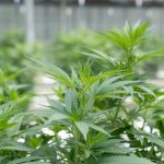 Weed Delivery Mannheim img-2293.jpg