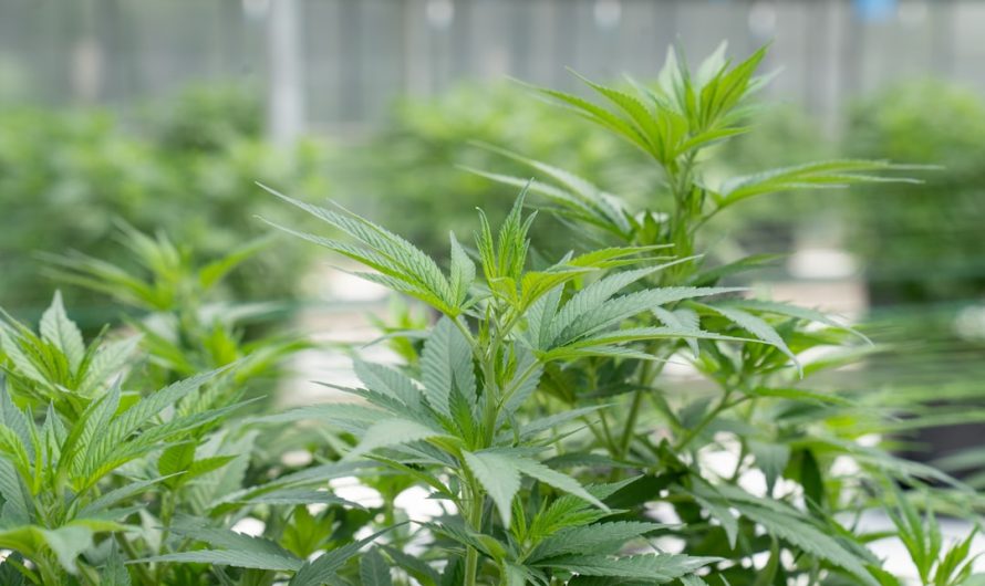 Weed Delivery Mannheim