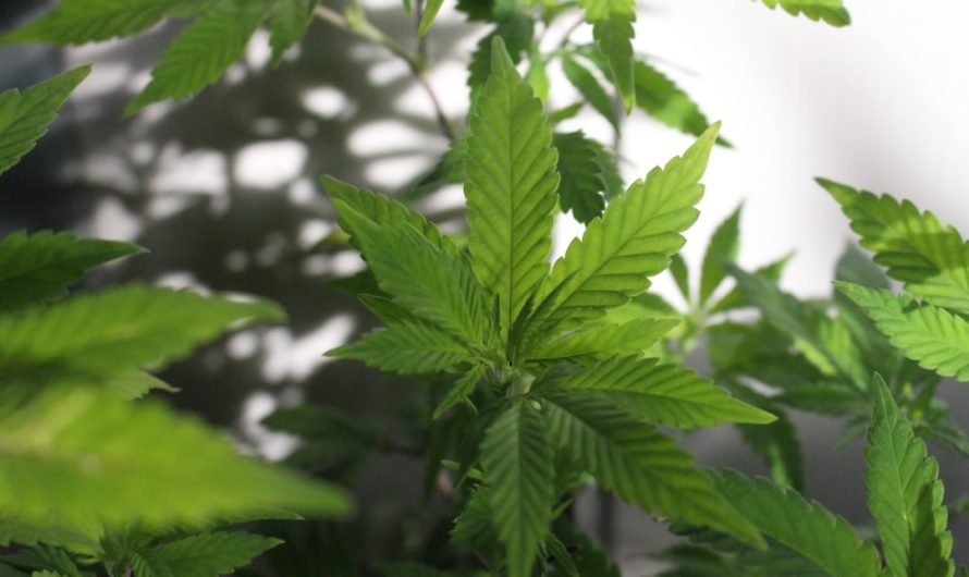 Salzburg cannabis scene