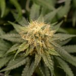 Buying Cannabis in Thessaloniki: Online Shop Guide img-2301.jpg