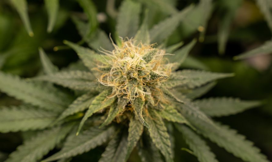 Buying Cannabis in Thessaloniki: Online Shop Guide