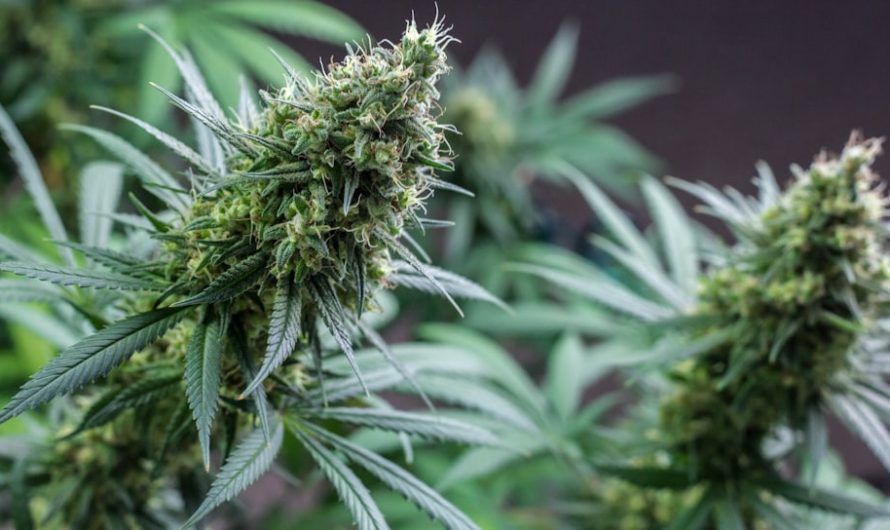 Welcome to the premier Szeged cannabis shop