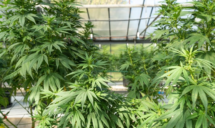 Oxford Cannabis Store