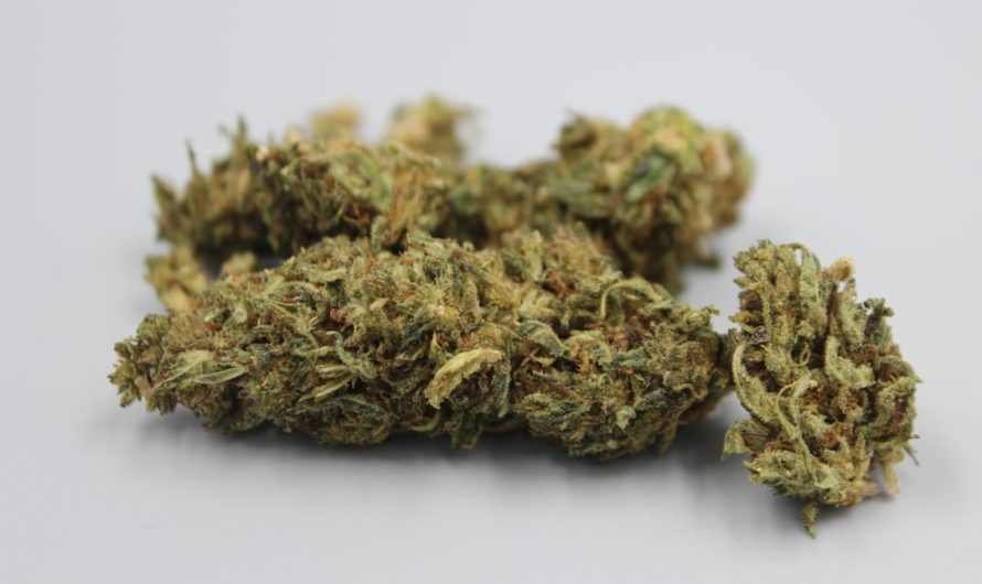 Welcome to the heart of Germany’s vibrant cannabis scene – a modern cannabis shop nestled in the bustling streets of Hamburg