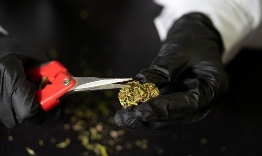 Planning an alpine vacation in the Swiss Alps? If you’re looking to explore the world of cannabis, marijuana, hemp, THC, and weed while enjoying the breathtaking scenery of Zermatt, you’ve come to the right place.