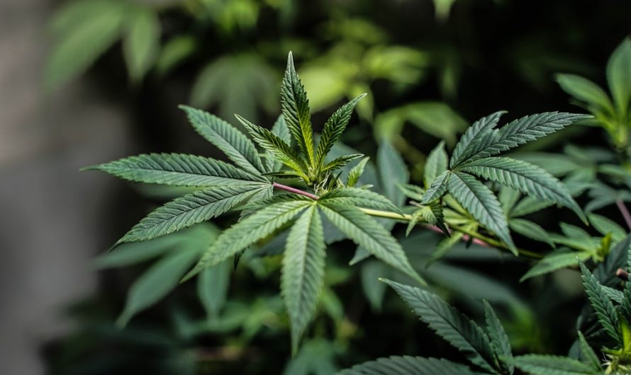 Looking to purchase high‑quality cannabis, marijuana, hemp, or THC products in Karlsruhe?