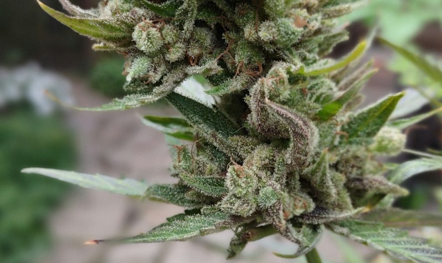 Florence’s Newest Boutique Cannabis Experience