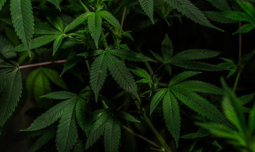 Welcome to the premier Bydgoszcz weed shop