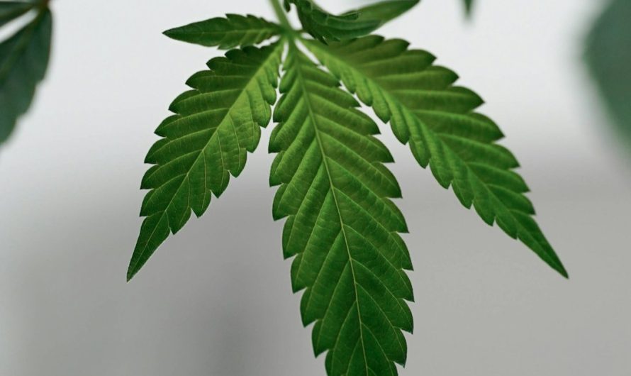 Looking for a reliable way to purchase high‑quality THC vapes in the heart of Finland?