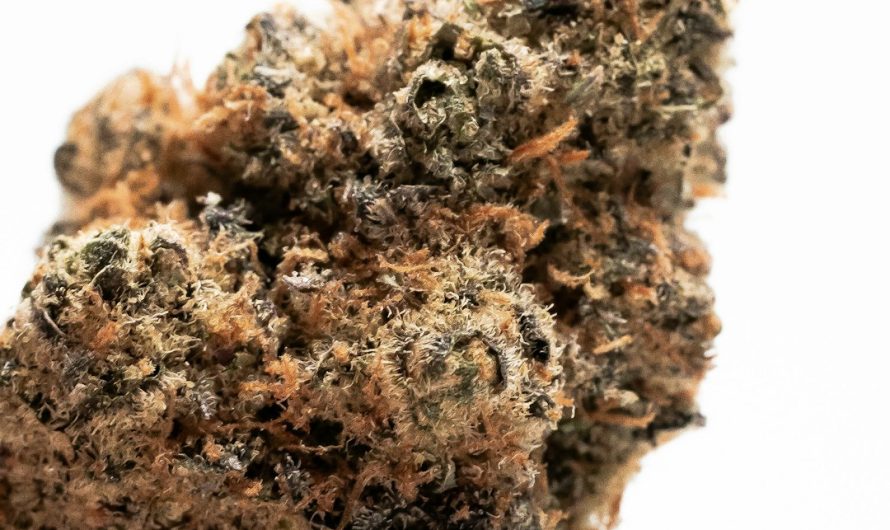 High‑Quality THC‑Rich Cannabis in Cluj‑Napoca: Your Online Shop Guide