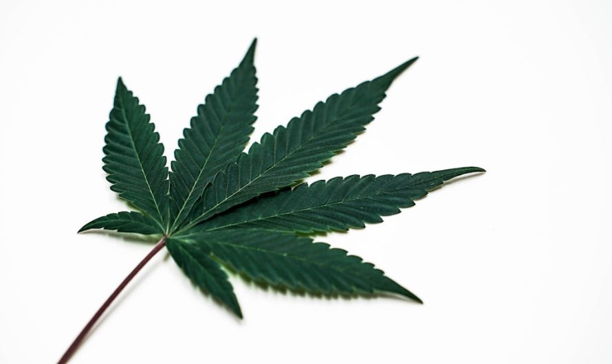 Cannabis Online Shopping in Italy: Laws, Products, and Delivery