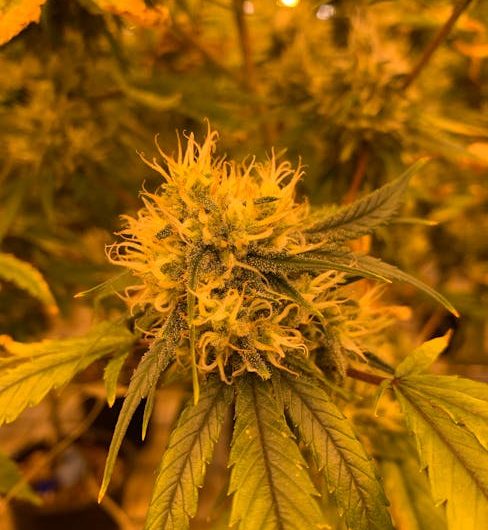 Looking to buy weed Zurich or explore the vibrant Zurich cannabis scene