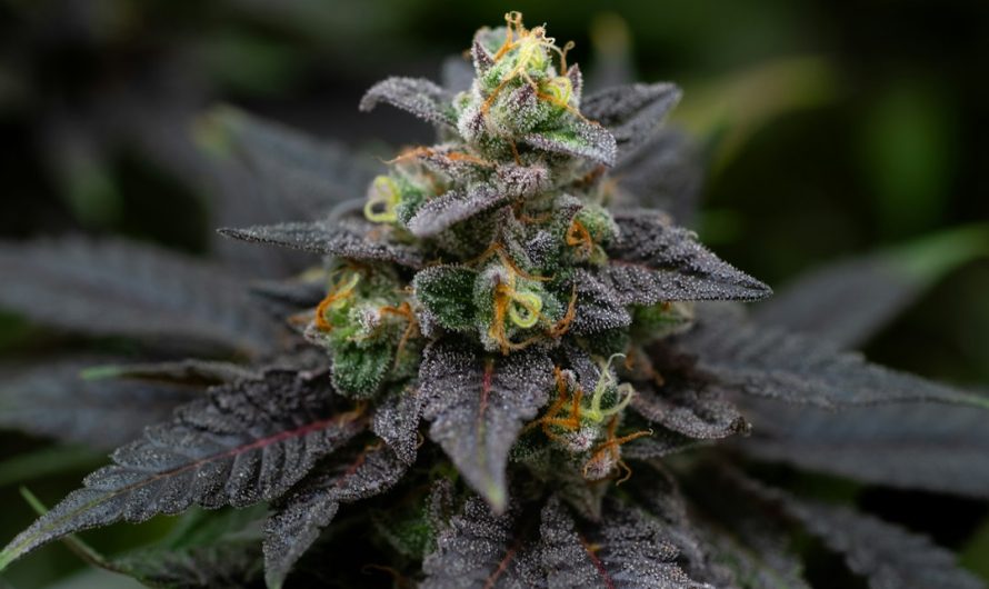 Welcome to the world of Zermatt cannabis shop – a place where alpine elegance meets the modern cannabis culture