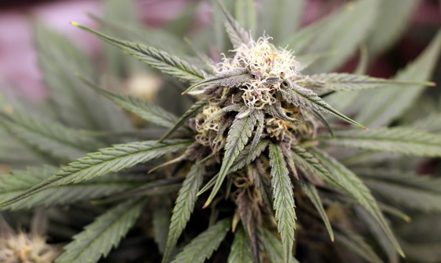 The Best Weed Shop in Toulouse: Premium Cannabis Products and Services