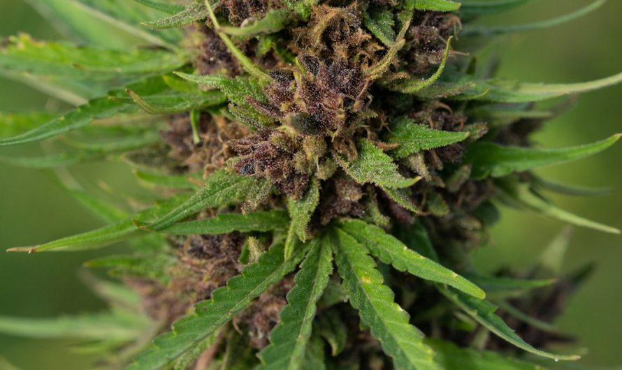 Bern Cannabis Store