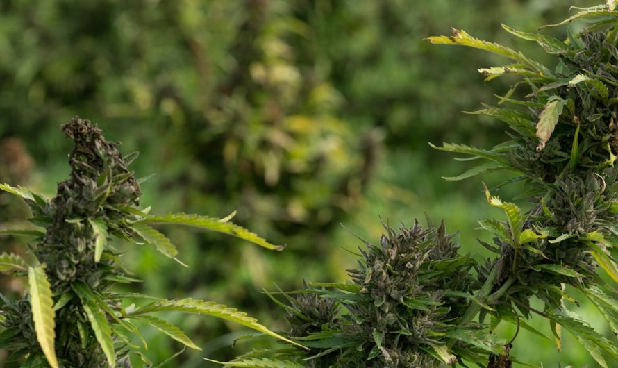 Welcome to the heart of Marbella cannabis culture