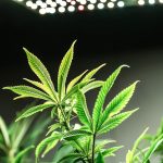 Cannabis Delivery Lyon: Get High-Quality Cannabis Delivered to Your Doorstep img-2405.jpg