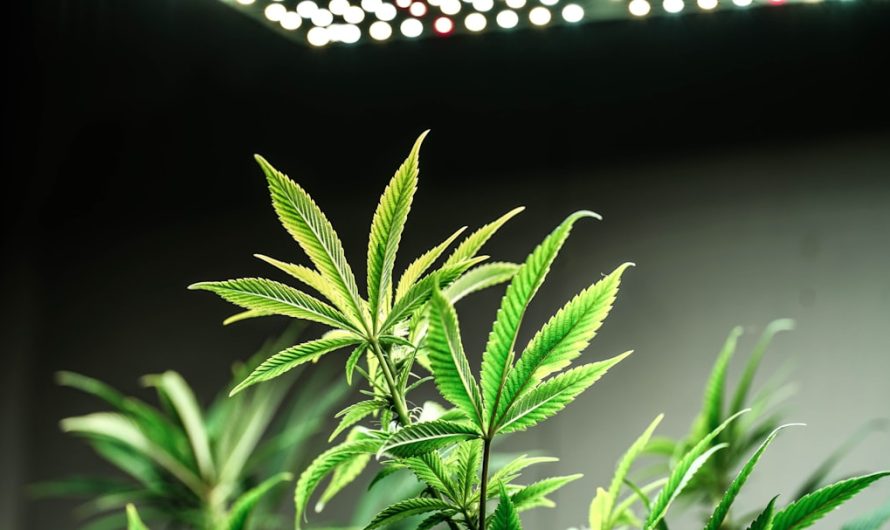 Cannabis Delivery Lyon: Get High-Quality Cannabis Delivered to Your Doorstep