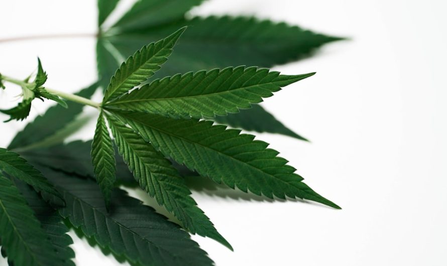Plovdiv The Emerging Cannabis Scene