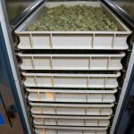 Madrid Cannabis: The Ultimate Guide to Premium Strains, Delivery, and Legal Landscape img-2442.jpg