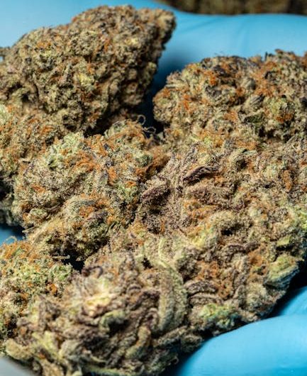Monaco Cannabis Laws & Regulations
