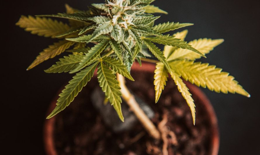 Barcelona is quickly becoming one of Europe’s most vibrant cannabis destinations