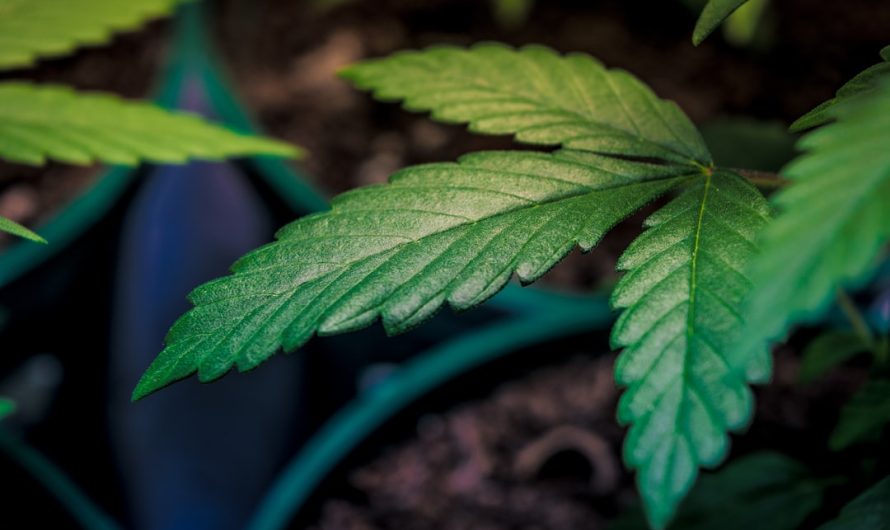 Cannabis Shop in Bialystok