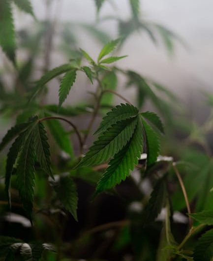Thessaloniki Greece’s second‑largest city is quickly becoming a vibrant hub for cannabis enthusiasts