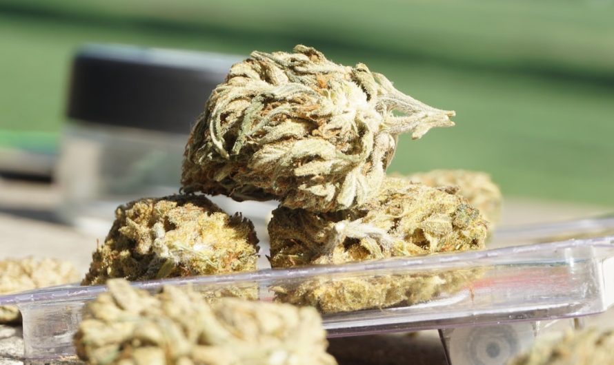 Ultimate Guide to Buying Cannabis in Thessaloniki