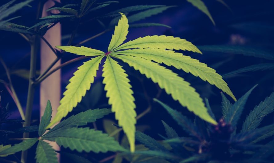 Birmingham Cannabis Scene: Legal Landscape and Where to Buy THC Weed