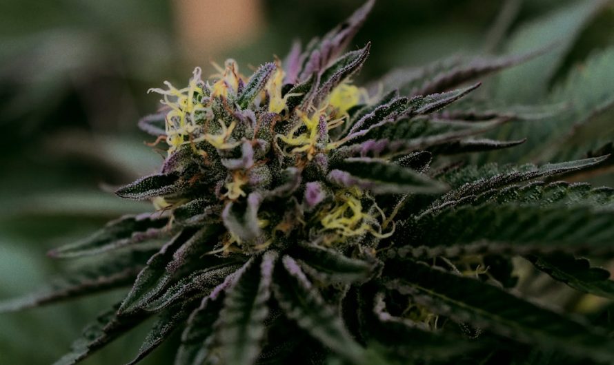 Buying Cannabis in Sweden: A Comprehensive Guide