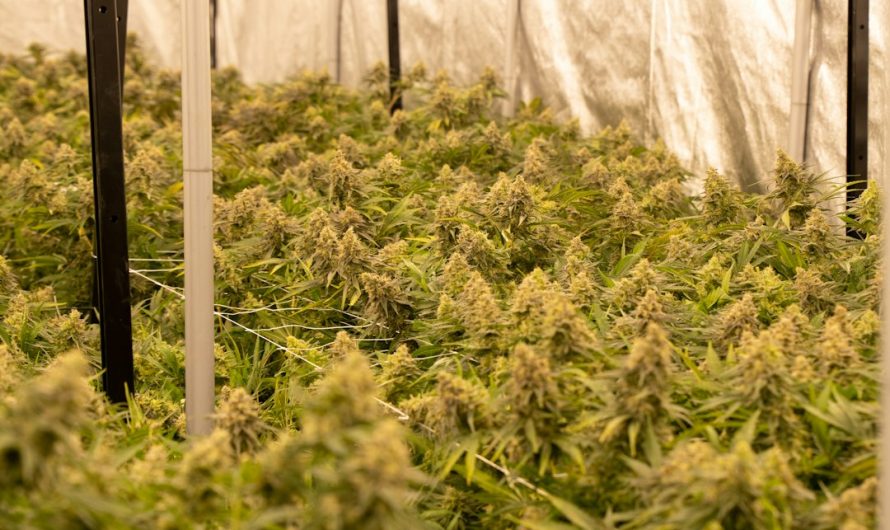 Luxembourg Cannabis: Legal Landscape, Product Types, and Buying Guide