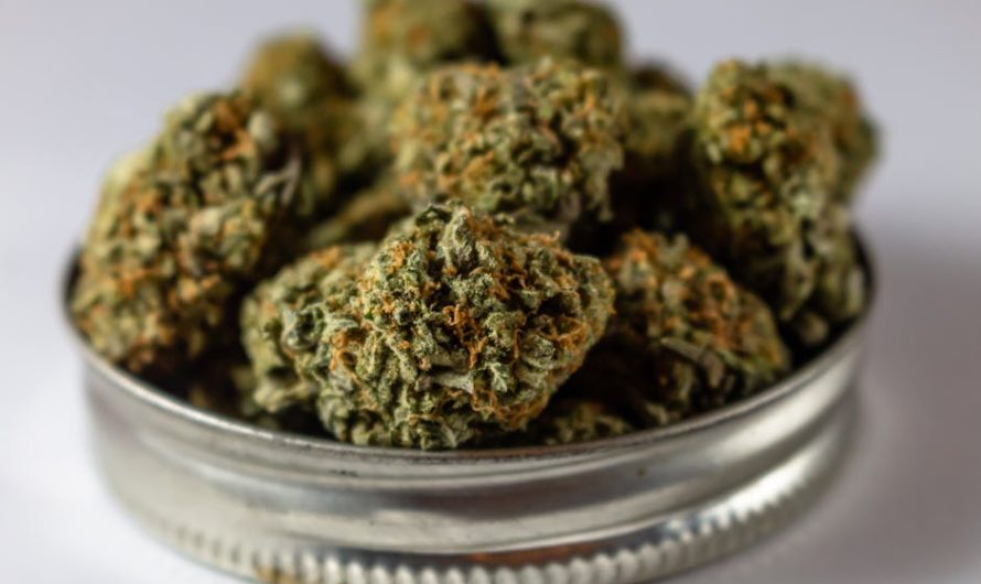 Why Leipzig is a Growing Hub for Cannabis