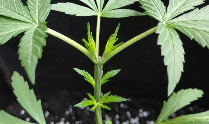 Sintra Cannabis Delivery: Your Online Dispensary for THC and CBD Products