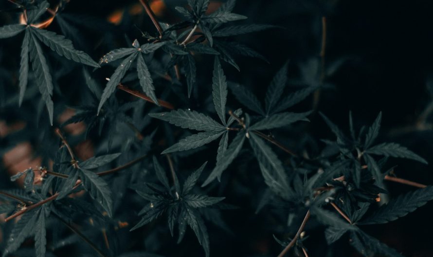 Weed Delivery Oxford: Fast, Discreet, and Reliable