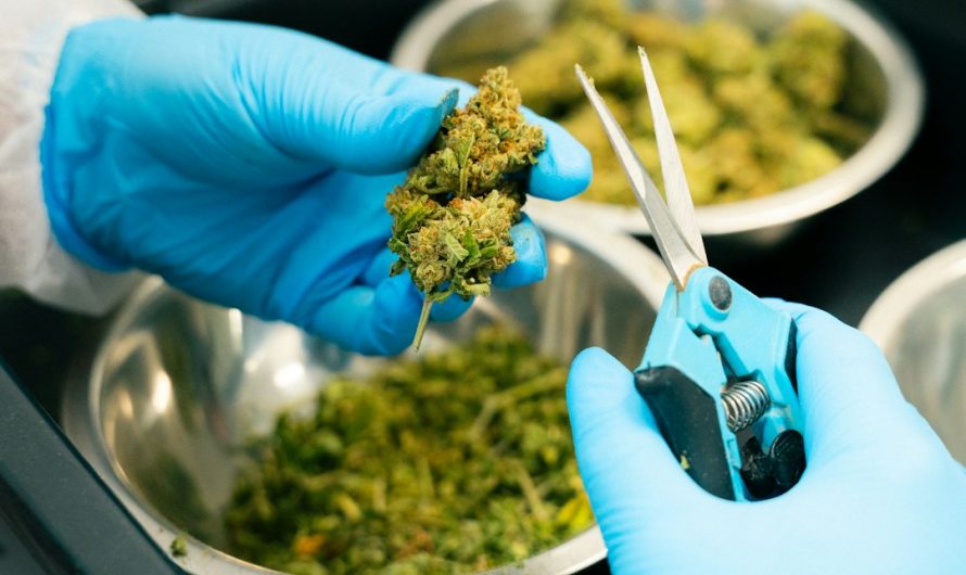 Warsaw Cannabis Shop – Your Trusted Source for High‑Quality Marijuana, Hemp, and THC Products