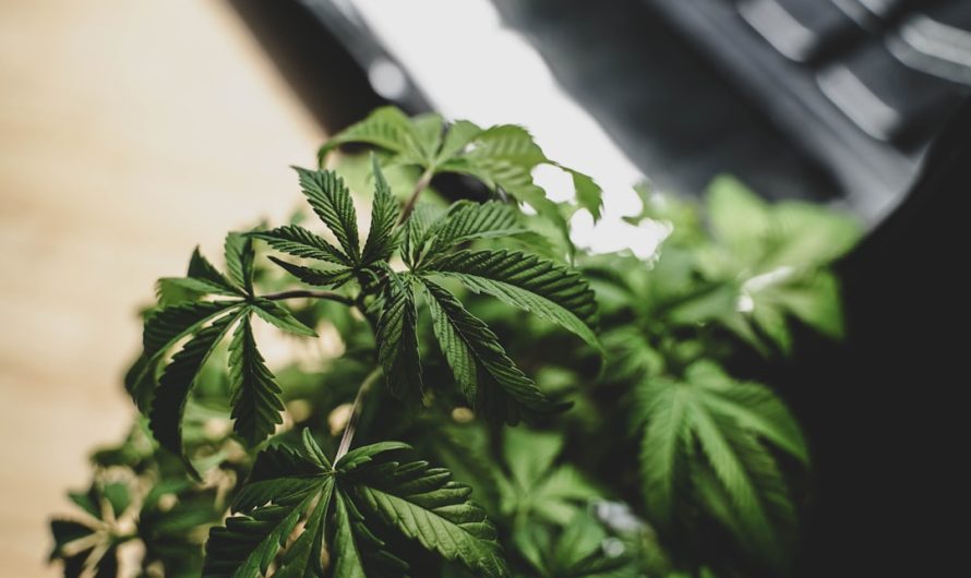 Salzburg Cannabis Guide
