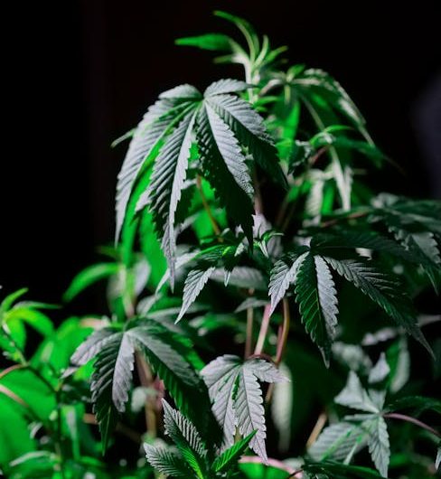 Nantes Cannabis Boutique: Your Premier Destination for High-Quality Cannabis