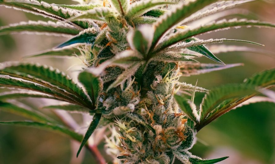 Zermatt Cannabis Shop