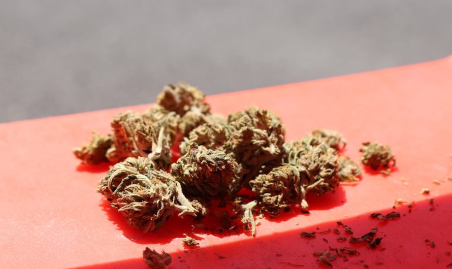 Why Choose Us for Hashish in Leuven?