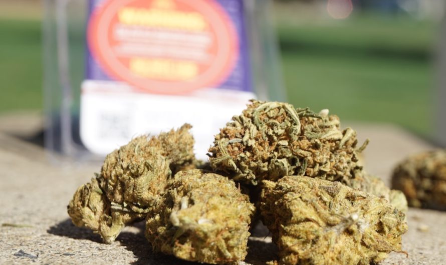 Cannabis in Hanover: Legal Status, Online Shop, and Product Guide