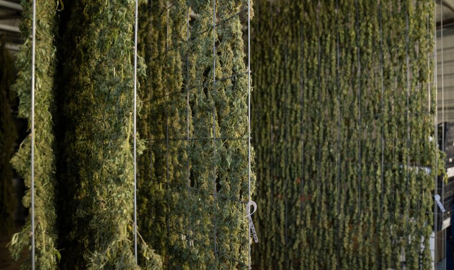 Buy High-Quality THC-Rich Marijuana in Bilbao