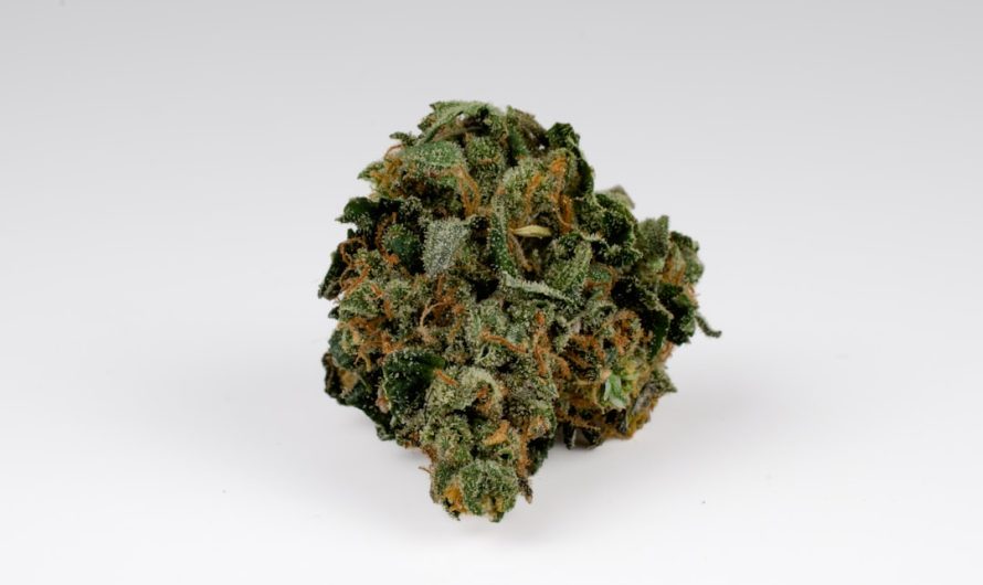 Helsinki weed store