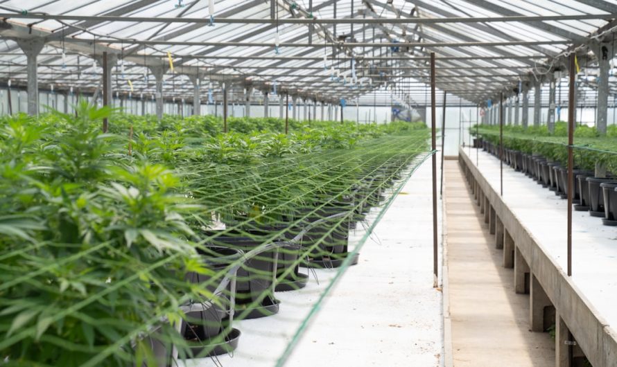 Plzen Cannabis Hub: Buy Marijuana, Explore Strains, and Learn Regulations